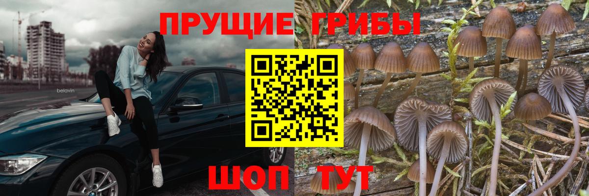 Галлюциногенные грибы Psilocybe Полысаево